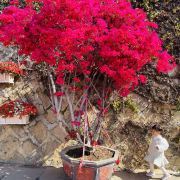 廈門仙岳山游玩攻略-仙岳山門票多少錢/價格表-團購票價預定優惠-景點地址在哪里/圖片介紹/參觀預約/旅游游覽順序攻略及注意事項/營業時間-【攜程】